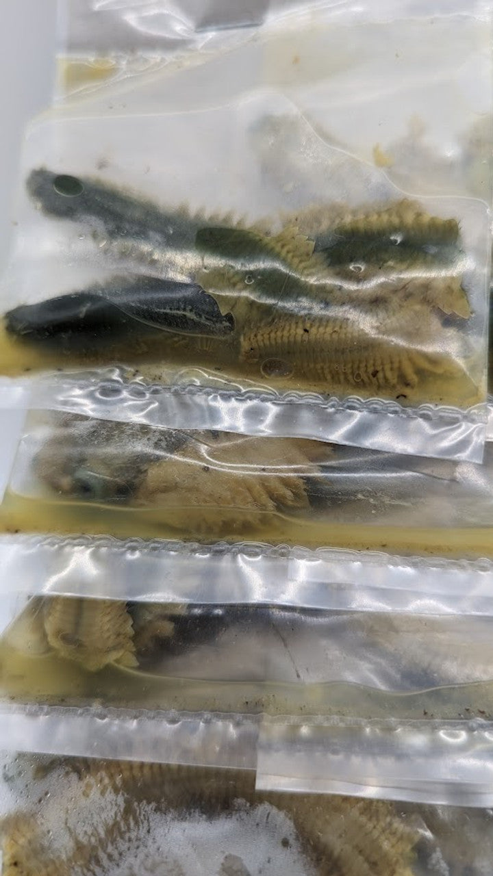 Preserved Ragworms