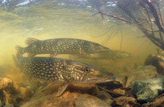 Dead baiting for Pike in winter | Fishing in Tackle