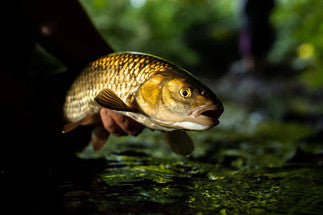 Chub Fishing Winter Habits | Fishing in Tackle