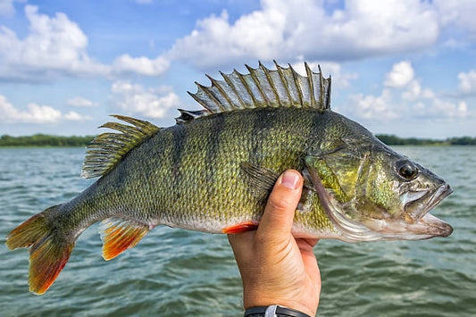 Perch Fishing on Canals, Lakes, Reservoirs & Ponds