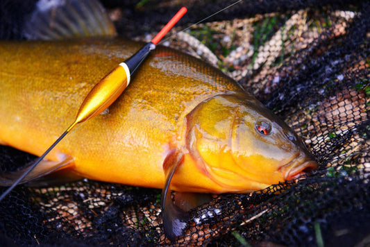 Big Tench Fishing: Tactics, Timing &amp; Tackle for a Summer Haul