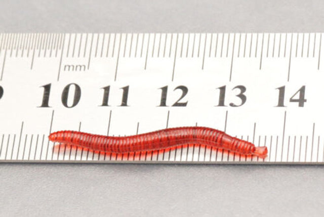 50 x Red Bait Worms