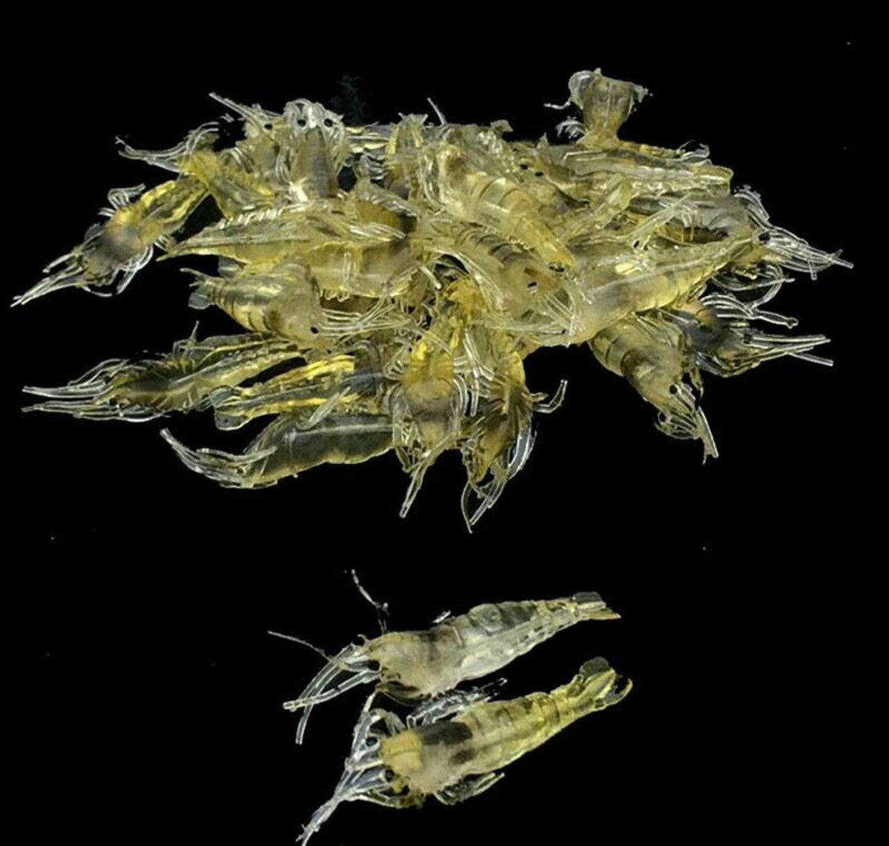 Artificial Silicone Shrimp Fake Bait