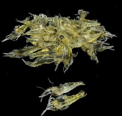 Artificial Silicone Shrimp Fake Bait