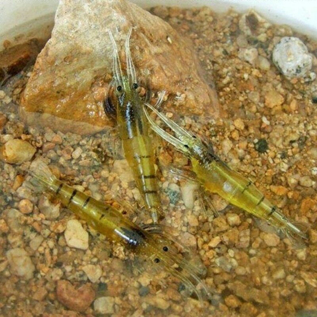 Artificial Silicone Shrimp Fake Bait
