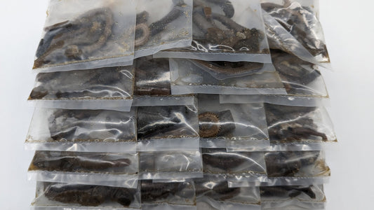 Preserved Lugworm