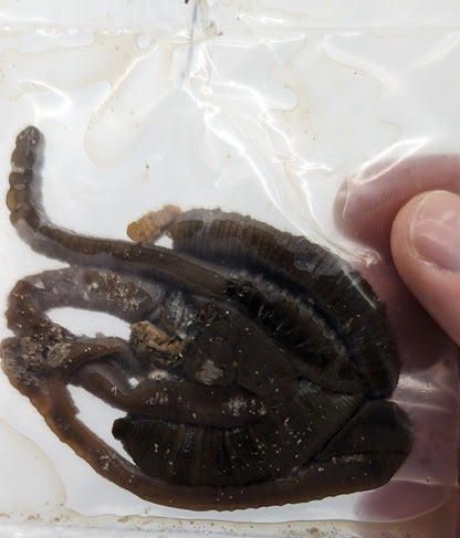 Preserved Lugworm