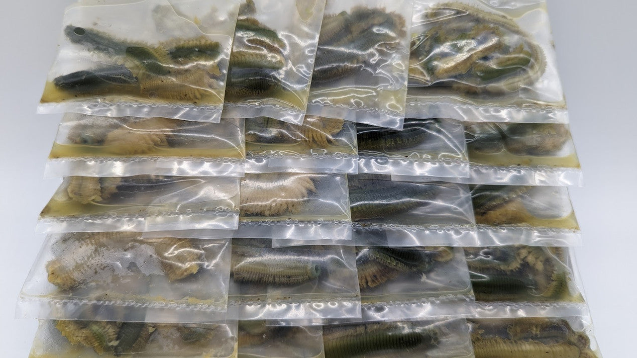 Preserved Ragworms