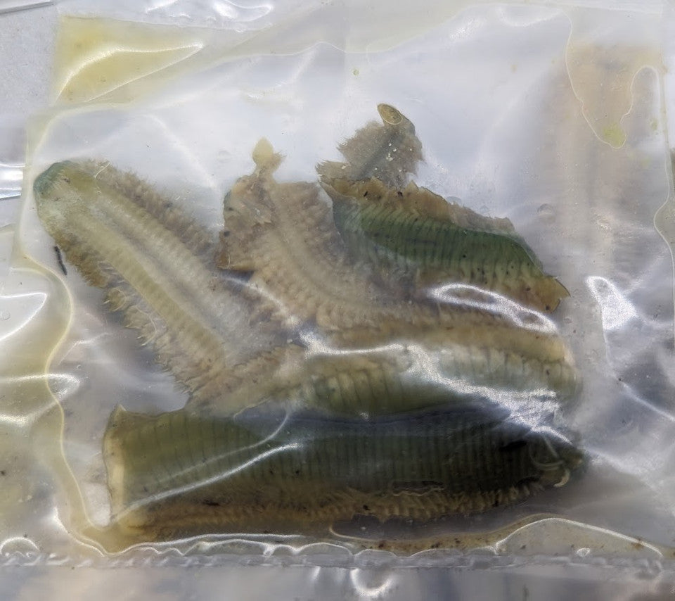 Preserved Ragworms