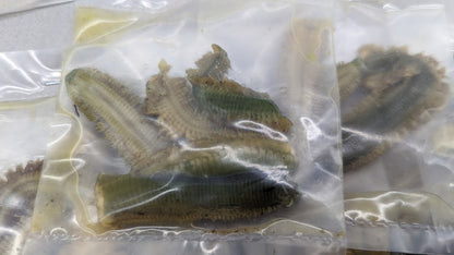 Preserved Ragworms